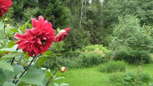 Close-up of pink flowers