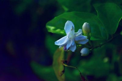 Close-up of white flowering plant