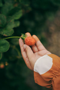 Fresh strawberries on woman hand 