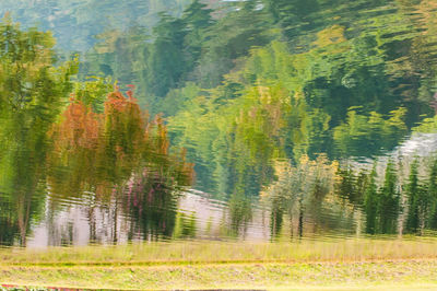 Pine trees in forest during autumn