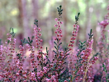 Close-up of pink flowering plant