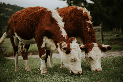 Cows standing in a field