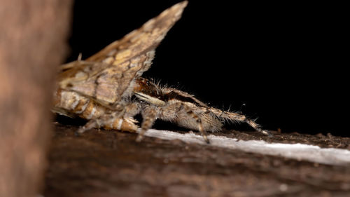 Close-up of spider on wood