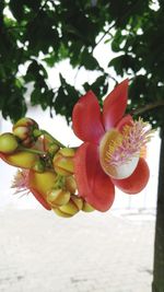 Close-up of flower growing on tree