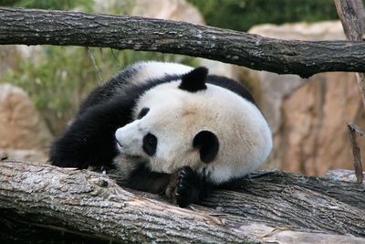 Close-up of a panda on tree