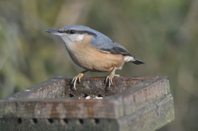 Nuthatch profile 