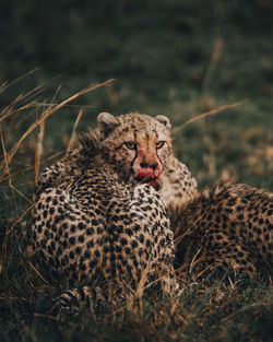 Cheetah on field