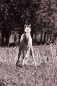 Young konik foal standing on grassy field
