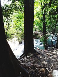 Trees growing in forest