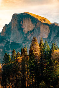 Trees on mountain against sky