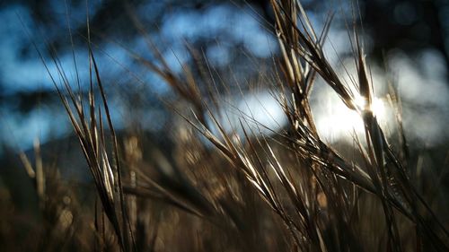 Close-up of plant against blurred background