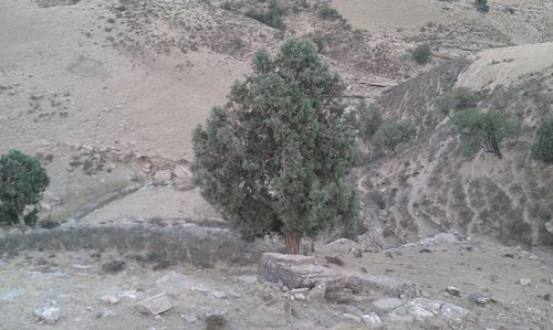 High angle view of trees on land