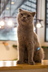Portrait of cat sitting on table at home