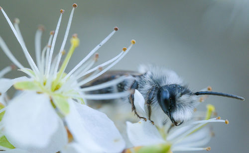 Close-up of insect on flower