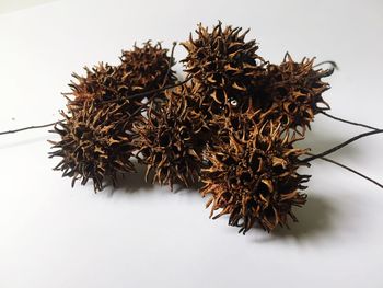 Close-up of wilted plant against white background