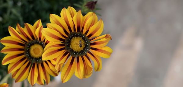 Close-up of yellow flower