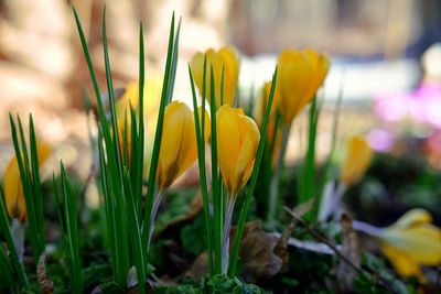 Close-up of yellow crocus blooming on field