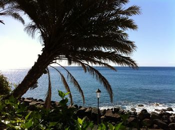 Palm tree by sea against sky