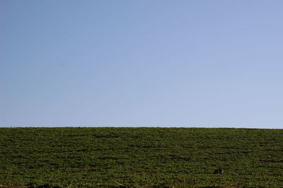 Scenic view of field against clear sky