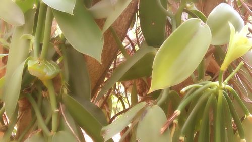 Close-up of a tree