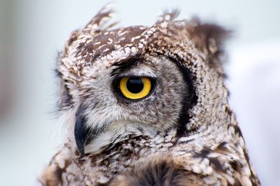 Close-up portrait of owl