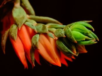 Close-up of red chili peppers on black background