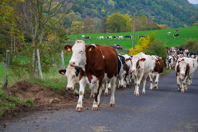 View of cows standing on road along trees