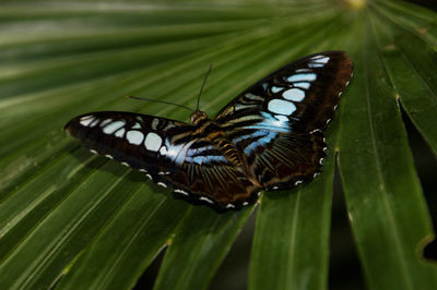 Close-up of butterfly on leaves