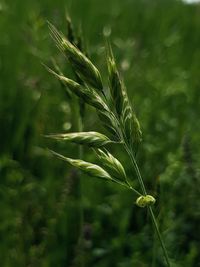 Close-up of wheat growing on field