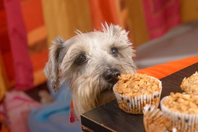 Close-up of dog by cupcakes on table