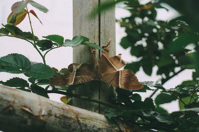 Close-up of dry leaves on tree