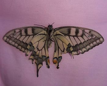 High angle view of butterfly on pink flower