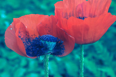 Close-up of red poppy flowers with seeds 