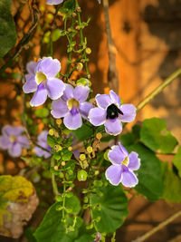Close-up of purple flowering plant