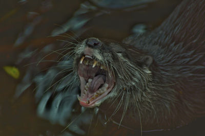 Close-up of lizard on yawning