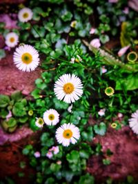 Close-up of flowers blooming outdoors