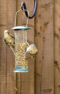 Close-up of bird perching on wooden post