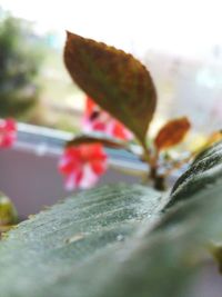 Macro shot of red leaf growing on plant