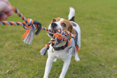 A beagle dog pulls a rope and plays tug-of-war with his master. a dog plays tug of war with a rope