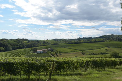 Scenic view of agricultural field against sky