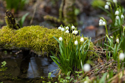 Close-up of white flowering plants