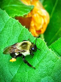 Close-up of bee on leaf