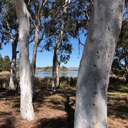 Trees on field against sky