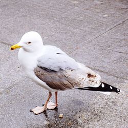 High angle view of seagull perching on street