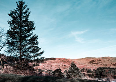 Trees on field against sky