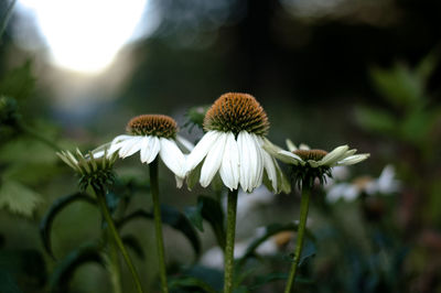 Close-up of flowers blooming outdoors