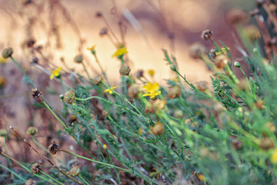 Close-up of flowering plants on field