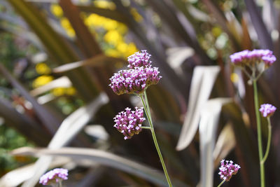 Close-up of purple flowering plant