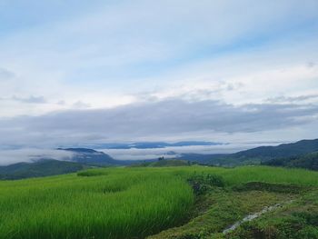 Scenic view of agricultural field against sky