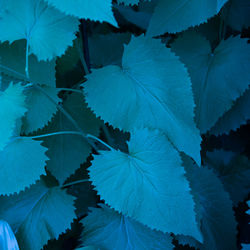 Close-up of leaves on plant